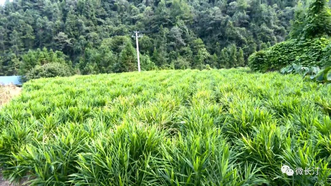 小黄姜最新价格,小黄姜最新价格动态分析